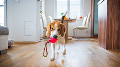 Dog playing with a ball.