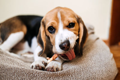 Pet Supplies