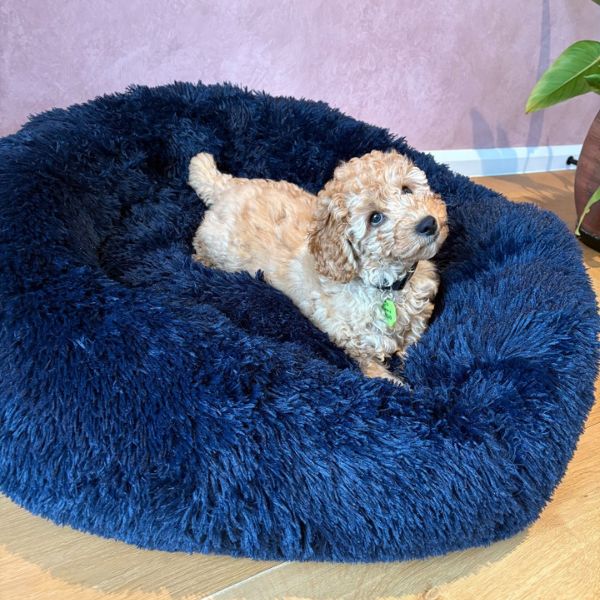 Large Calming Donut Pet Bed 90x90x19cm (Navy, Tan or Grey, chosen at random)