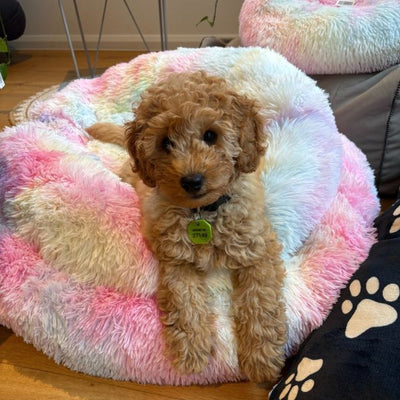 Large Rainbow Donut Pet Bed 90x90x19cm