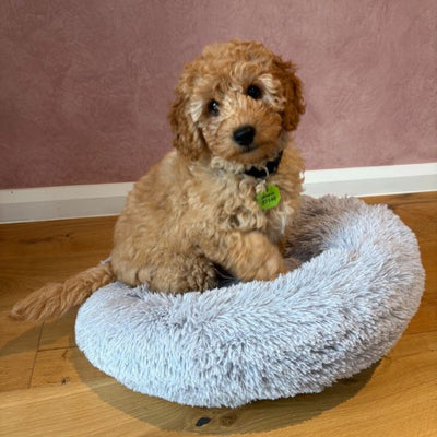 Large Calming Donut Pet Bed 90x90x19cm (Navy, Tan or Grey, chosen at random)