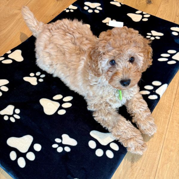 Medium Black Polar Fleece Rectangular Pet Mat 90x60x8cm