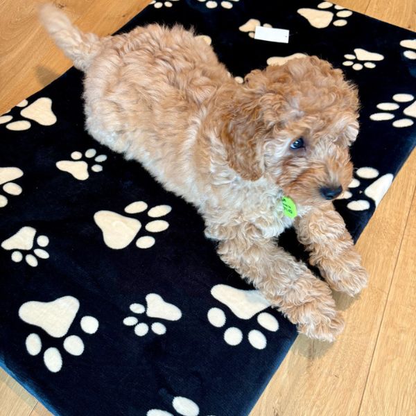 Medium Black Polar Fleece Rectangular Pet Mat 90x60x8cm