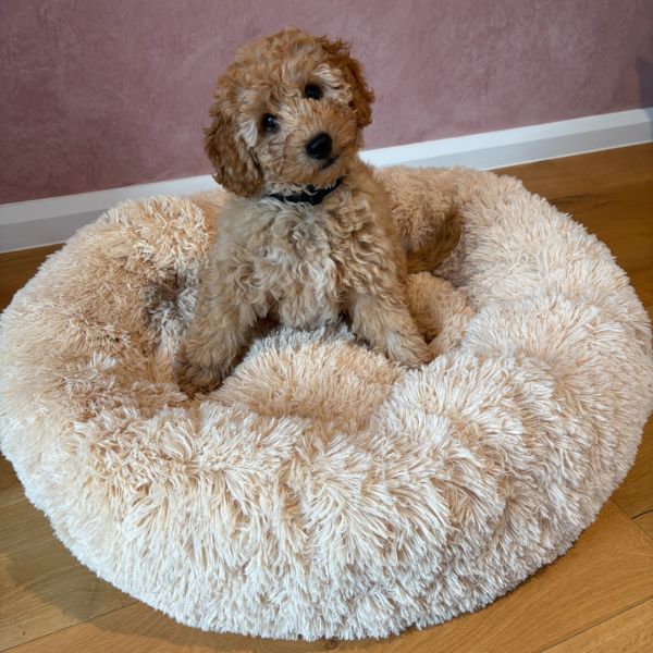 Large Calming Donut Pet Bed 90x90x19cm (Navy, Tan or Grey, chosen at random)