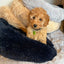 Large Calming Donut Pet Bed 90x90x19cm (Navy, Tan or Grey, chosen at random)