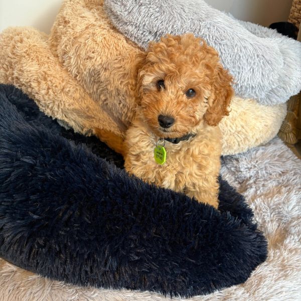 Large Calming Donut Pet Bed 90x90x19cm (Navy, Tan or Grey, chosen at random)